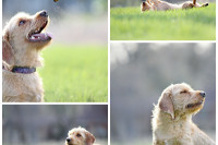 Playful dog in the field.